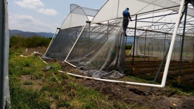 Repairing greenhouse structure.